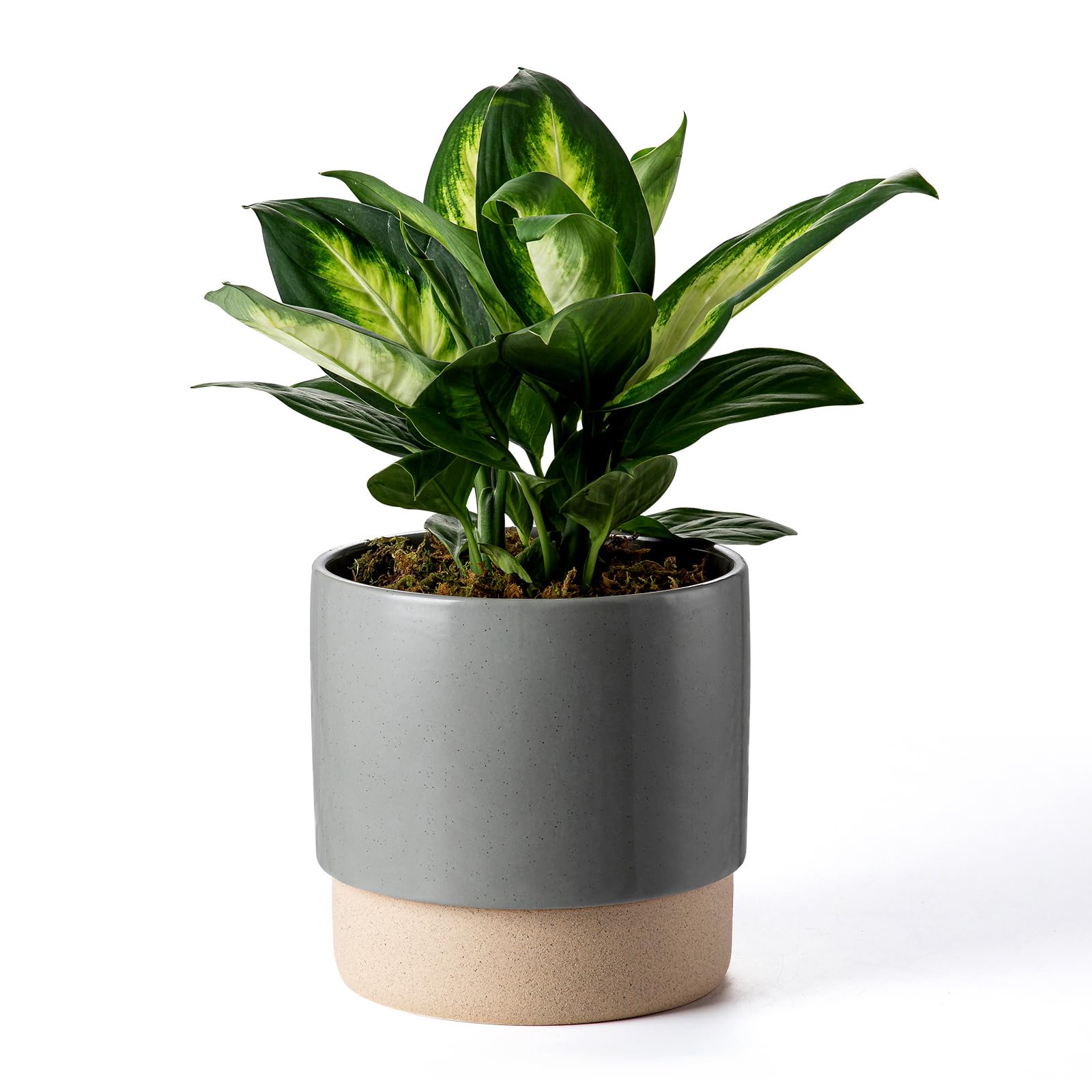 Amazon.com : Chubacoo Self Watering Ceramic Planter: 8 Inch Plant
